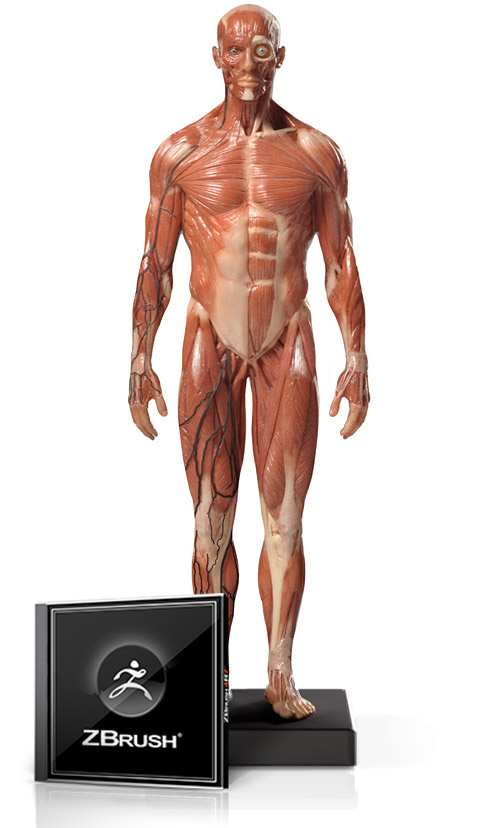 Male Anatomy Figure 1/6 Scale and ZBrush Bundle