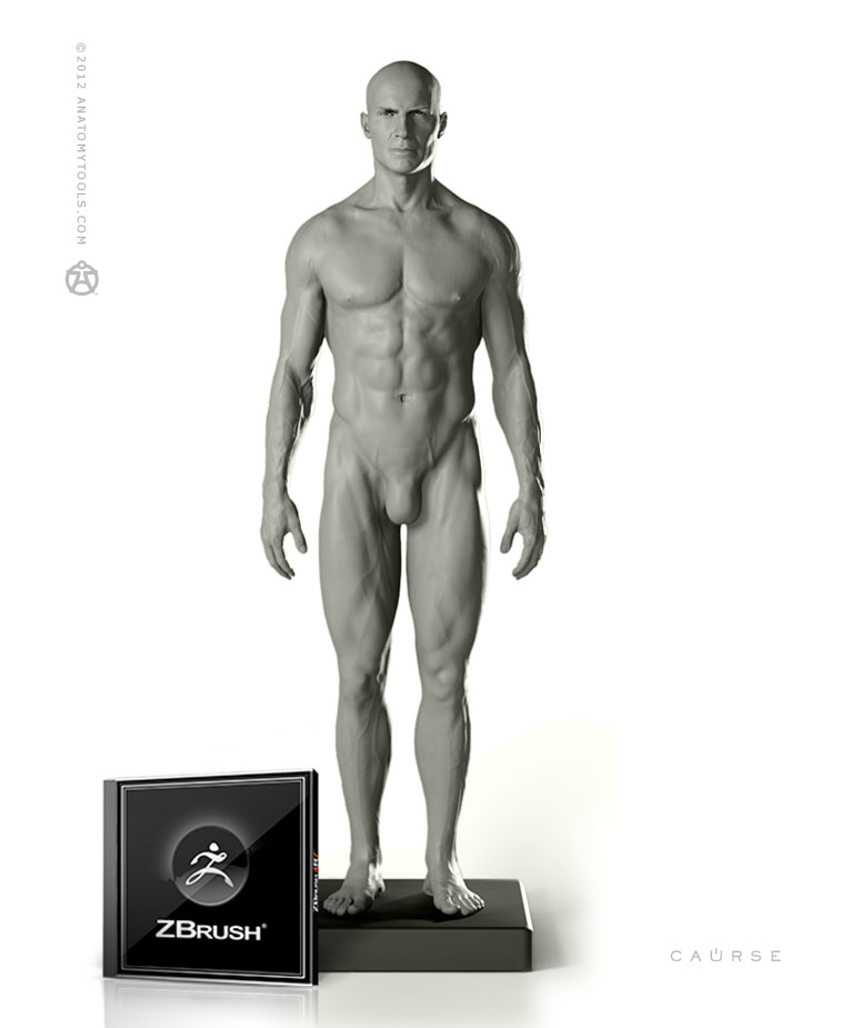Male Proportional Figure 1/6 Scale and ZBrush Bundle