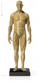 Anatomy Tools Male Anatomy Figure v1 1/6 Scale