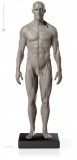 Anatomy Tools Male Flesh/Anatomy 1/6 Scale Fig. 2