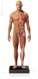 Anatomy Tools Male Flesh/Anatomy 1/6 Scale