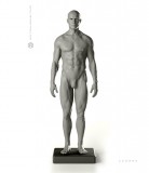 Anatomy Tools Male Proportional Figure 1/6 Scale
