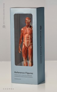 Anatomy Tools Male Anatomy Figure 1/6 Scale