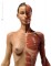 Anatomy Tools Female Medical Figure
